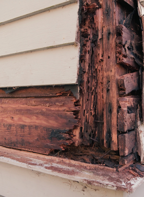 Close-up van een beschadigde buitenmuur van een huis met ernstige houtrot. De witte gevelbekleding is gebroken en uit elkaar getrokken, waardoor de verslechterde houten structuur eronder zichtbaar is. Het hout is donker, uiteengevallen en vertoont tekenen van uitgebreid verval en waterschade, en heeft dringend de vaardigheden van schilders nodig voor restauratie.